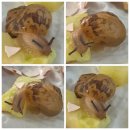 키친달팽이 | [달팽이 키우기 팁] 키친타올·은신처·돌로 감성 첫 집 만들기 🐌 초보 집사의 세팅 후기