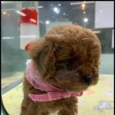더독스 강아지분양 서울 네이버블로그