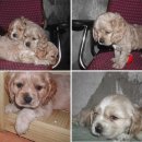 가정견1회분양 이미지