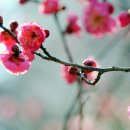 사)무지개가족 Daum카페