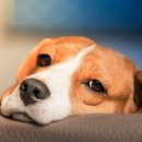 못된 강아지 이미지