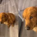 도그천사 이미지