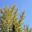 충대중문약국 이미지