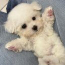 강아지분양 멍블랑 인천청라본점 이미지