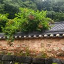 순천-57호 이미지