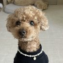 고담재 | 고담재 컬렉션 템바보드로 셀프 인테리어 대성공