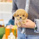 블리독 위례점 고양이강아지분양 말티푸 비숑 포메라니안 | 평택강아지분양 믿을만한 곳 없을까?