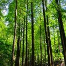 장태산휴양림 이미지