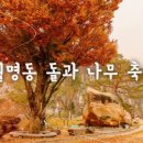 돌과나무 이미지