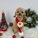 부천애견미용 멍미살롱 이미지