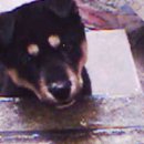 화천동물병원 이미지