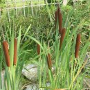 (주)일화 | 1월 23일 생일화: 부들(Bullrush)과 겨울의 순종함