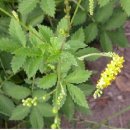 약초와산이야기 이미지