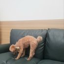 몽글그루밍 이미지