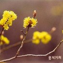 건강 약초 이미지