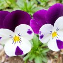 응봉동 주민센터 이미지