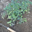 청량농장 이미지