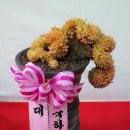 싱싱다육그린원 이미지