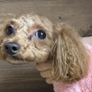 청조동물병원 이미지