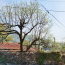 황전초등학교회덕분교장 이미지