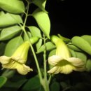 HAPPY TREE(해피트리) 이미지