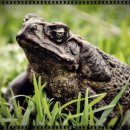 두꺼비섬 이미지