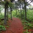 보성야생화 이미지