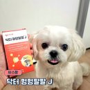 J동물병원 | 강아지 슬개골 관리에는! 1위 강아지관절영양제 - 씨스팡 닥터 멍멍팔팔 J