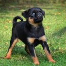 쁘띠 애견 이미지