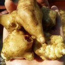 토실돼지