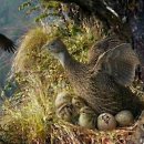Himalayan Monal: 210 Days From Egg to Survivor | Born on Cliffs 이미지