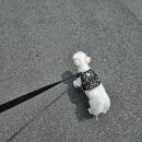 부산동물병원 제넷 이미지