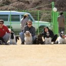 쁘띠퍼피 Daum카페