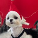 강아지 마을회관 이미지