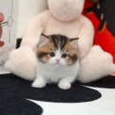 고양이라서 행복해 이미지