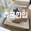 츄르한입 | 청주 금천동 미용 l 츄르한입 고양이 무마취 미용 목욕 방문후기