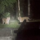 월드나이트 | [푸꾸옥] 푸꾸옥 빈펄 사파리 주키퍼 나이트 사파리 후기3 끝! (+그랜드월드)