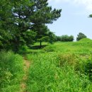 푸른나무 이미지