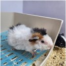 펫엔글라이더 천안점 이미지