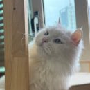 하냥 | 🐱✂️ 인천 고양이미용 나에개반하냥 후기, 동글만두 변신 대성공 💖🐾