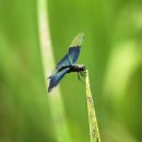 나비잠자리 이미지