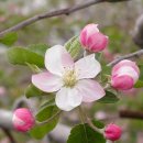 생의찬가 이미지