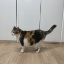 뱃살야옹 이미지