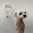 이로운 펫살롱 이미지