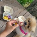 반려당 네이버블로그