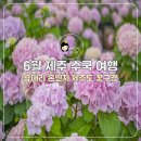 제주 수국 여행 휴애리와 혼인지 6월 제주도 꽃구경 후기