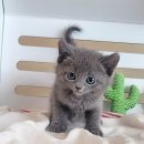 청주캣브리더 이미지