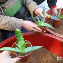 알로에테마파크 이미지