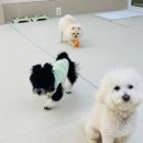 사천견생 이미지