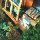 카페닐스 이미지